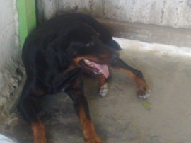 yoco pautt